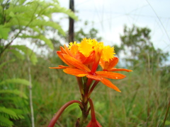 Epidendrum fulgens