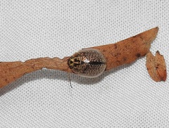 Paropsisterna decolorata