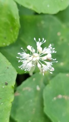 Hydrocotyle leucocephala