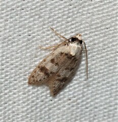 Scatochresis innumera