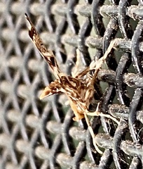 Musotima nitidalis