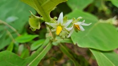 Solanum robustum
