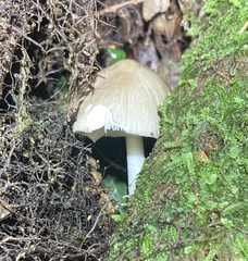Amanita arocheae