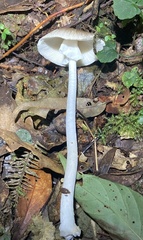 Amanita arocheae