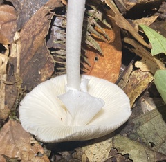 Amanita arocheae