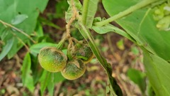 Solanum robustum