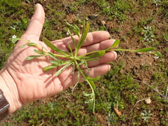 Plagiobothrys collinus