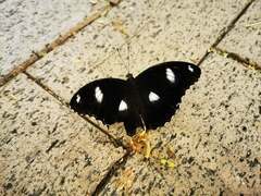 Hypolimnas bolina nerina