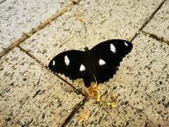 Hypolimnas bolina nerina