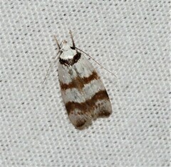 Chezala brachypepla