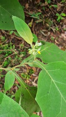 Solanum robustum