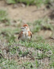 Calandrella cinerea