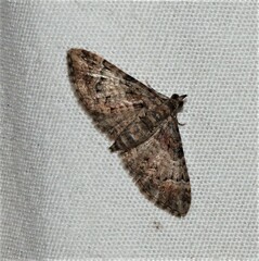 Mnesiloba eupitheciata