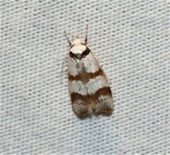 Chezala brachypepla
