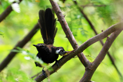 Formicivora acutirostris