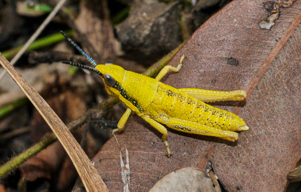 Common Pyrgomorph from Cania QLD 4630, Australia on February 08, 2016