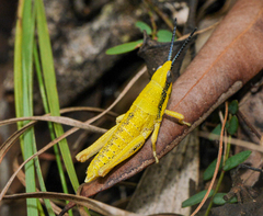 Pyrgomorphidae