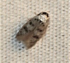 Scatochresis innumera