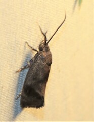 Pycnocera hypoxantha