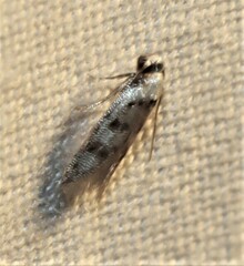 Chezala brachypepla