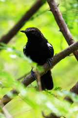 Formicivora acutirostris