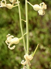 Caulanthus heterophyllus