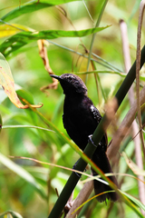 Formicivora acutirostris