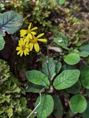 Brachyglottis lagopus