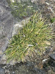 Deschampsia antarctica