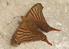 Hypanartia dione
