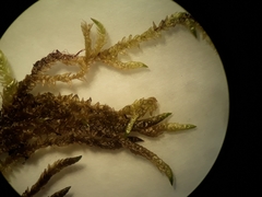 Calliergonella cuspidata