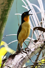 Donacobius atricapilla