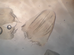 Calliergonella cuspidata