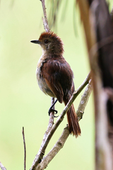 Thamnophilus ruficapillus