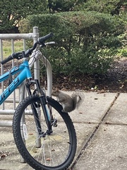 Sciurus carolinensis