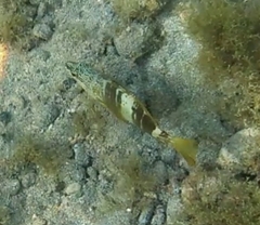 Serranus papilionaceus