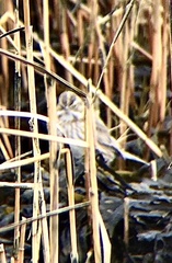 Passerculus sandwichensis princeps