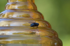 Calliphora vomitoria