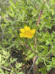 Ranunculus californicus