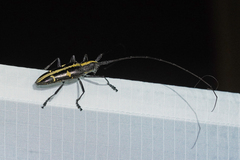 Taeniotes praeclarus