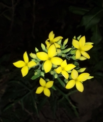 Kalanchoe integra