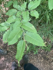 Nothofagus alpina