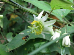 Passiflora biflora