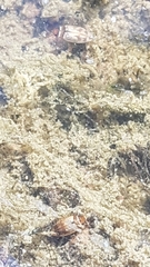 Bidessini