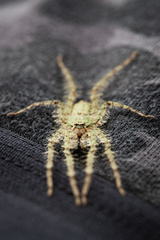 Pandercetes gracilis