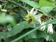 Passiflora biflora