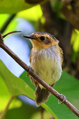 Poecilotriccus plumbeiceps
