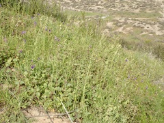 Caulanthus heterophyllus