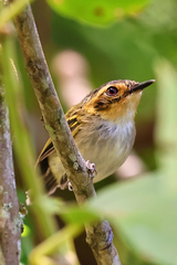 Poecilotriccus plumbeiceps