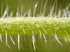 Cryptantha intermedia intermedia